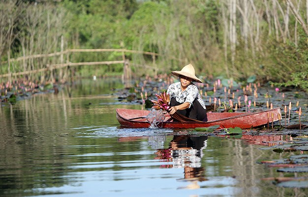 Yen stream in water lilies blooming season - ảnh 6